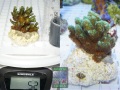 s1_Pocillopora-sp.-gruen´_-DSC07004