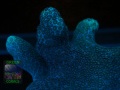 1_4_Porites-sp.-‚digitat‘-_makro-DSC07440