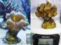 1_m1_Porites-sp._-DSC00872