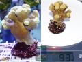 1_m1_Porites-sp._-DSC00890