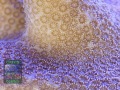 3_Porites-sp.-‚digitat‘-_makro-DSC07494