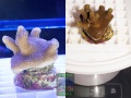 s1_Porites-sp.-‚digitat‘-DSC07493