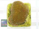 Porites sp. gelb