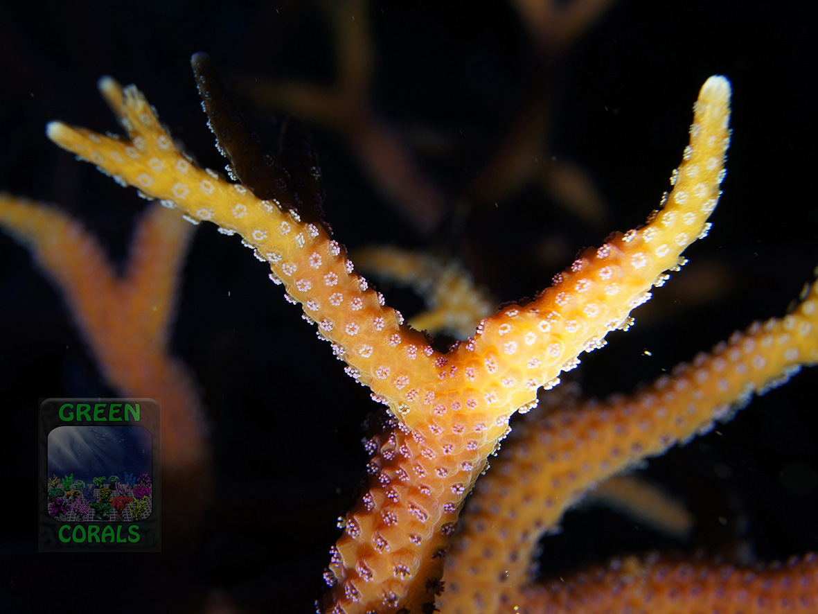 3_Seriatophora hystrix `pink´_DSC06523