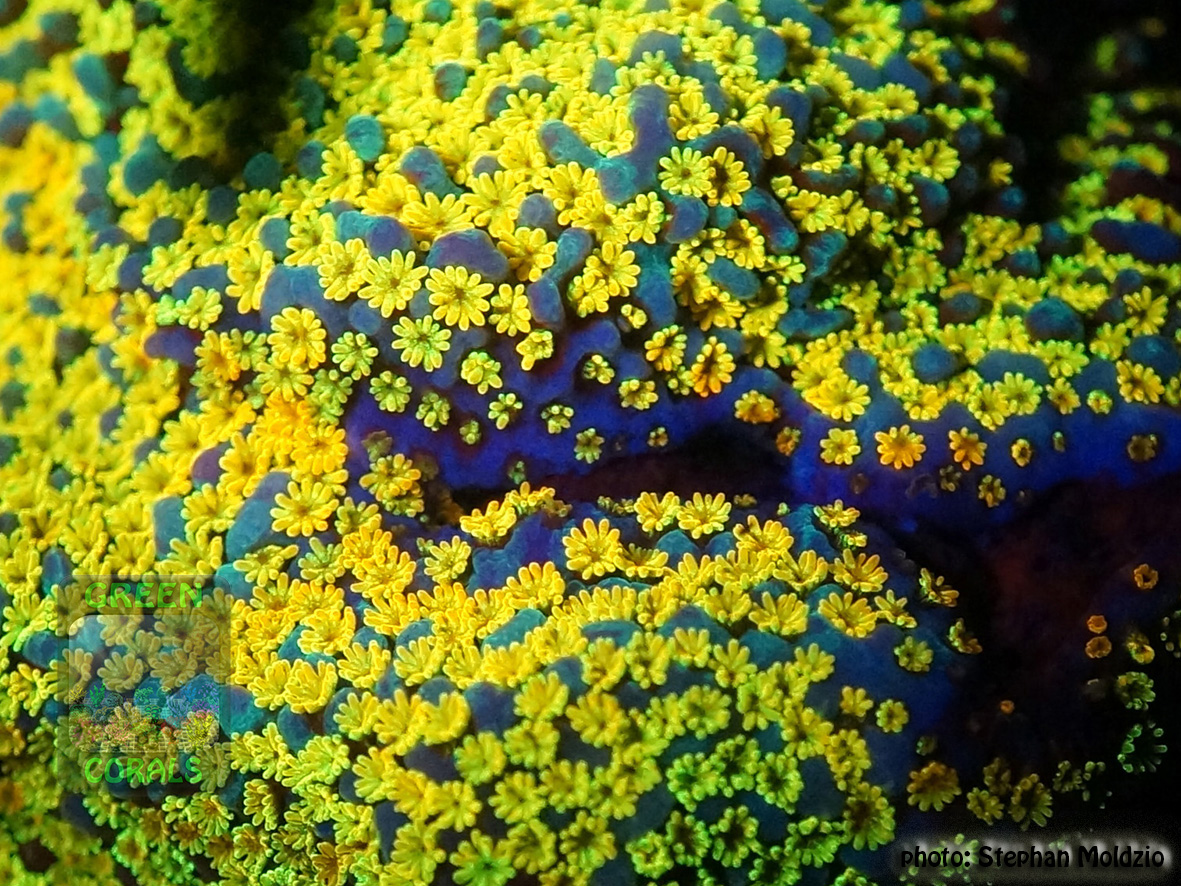 4_Montipora sp.11 `rainbow´_DSC06183
