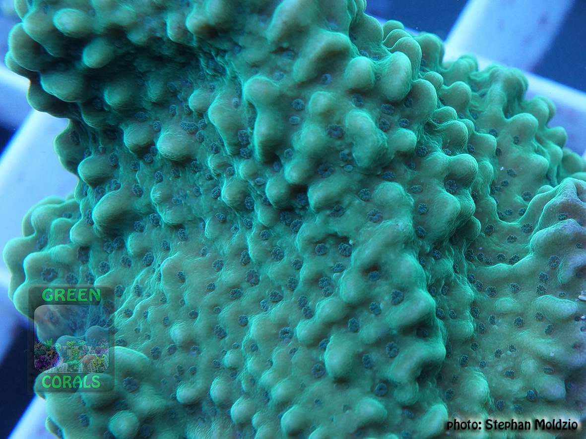 Montipora sp.10 `knallgrün´ DSC06822