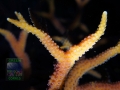 3_Seriatophora hystrix `pink´_DSC06523