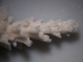 Acropora sp. DSC05214