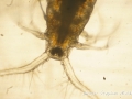 Copepode DSC05295