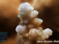 DSC00003 Acropora sp.