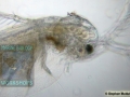 DSC07114 Wasserfloh - Cladocera