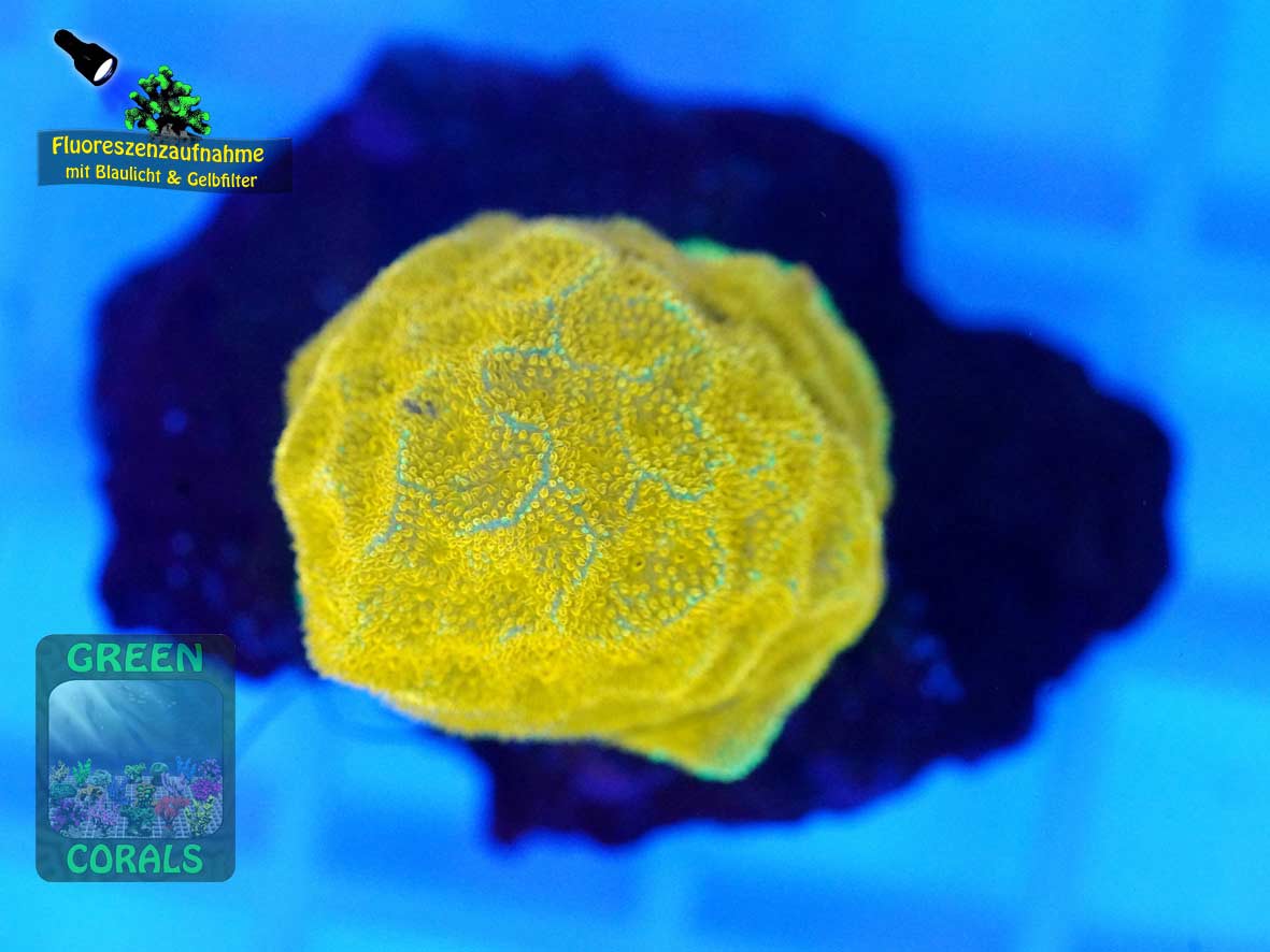 Psammocora sp. orange, Fluoreszenzaufnahme Psammocora sp. orange, Fluoreszenzaufnahme