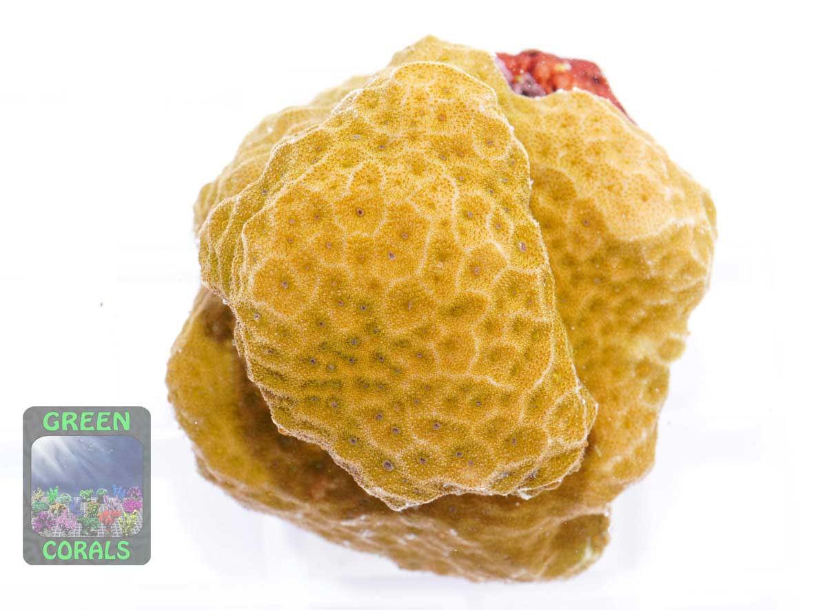 Psammocora sp. orange, Größe M Psammocora sp. orange, Größe M