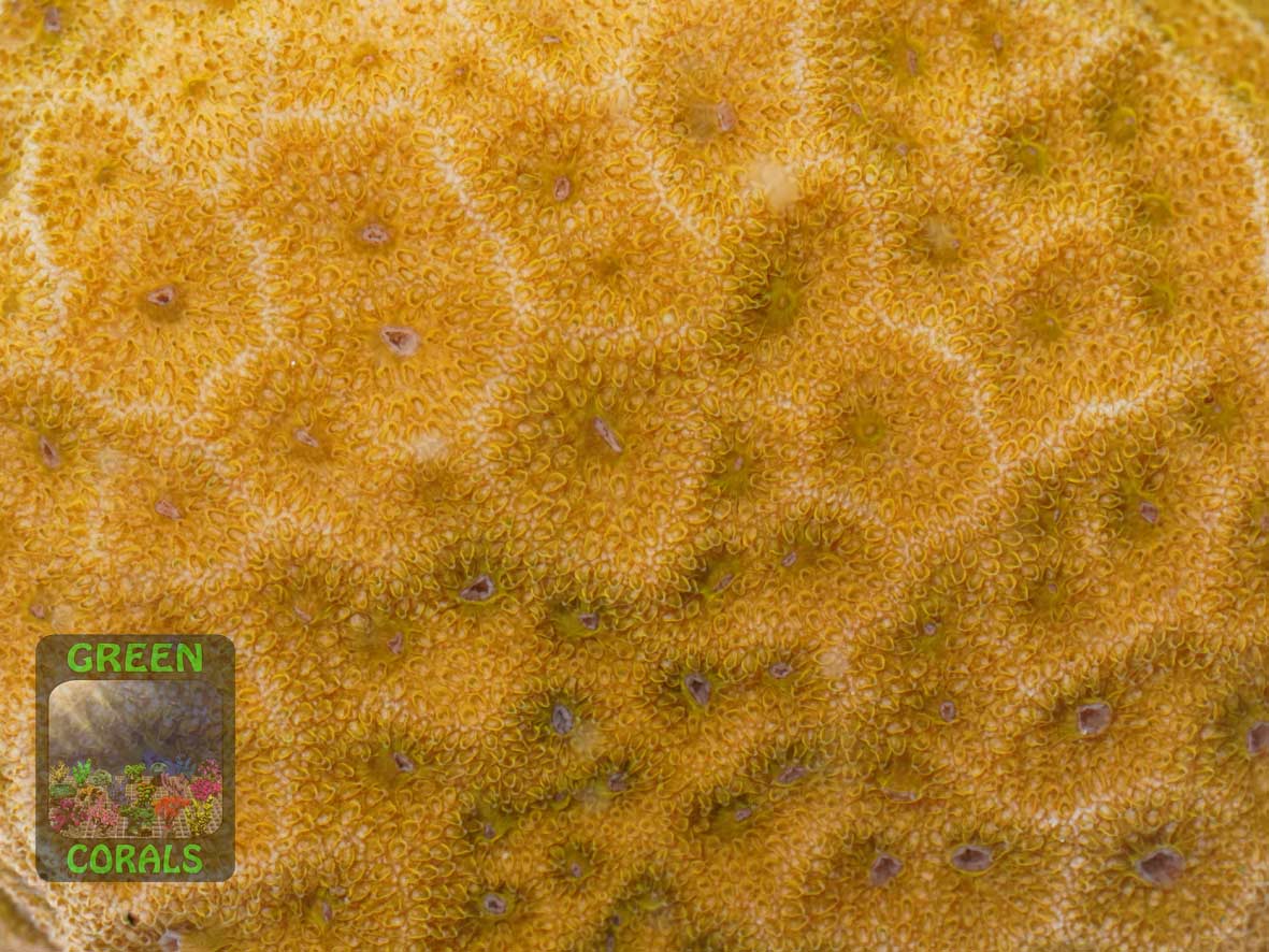 Psammocora sp. orange, Makroaufnahme Psammocora sp. orange, Makroaufnahme