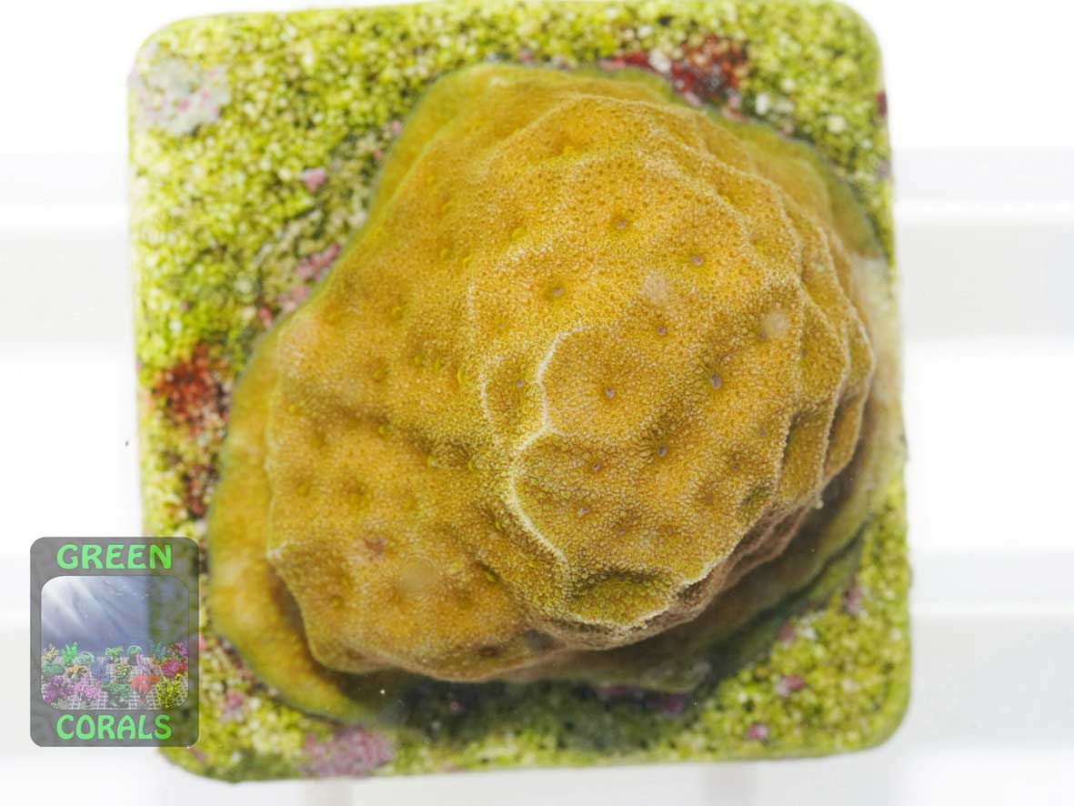 Psammocora sp. orange, Größe S Psammocora sp. orange, Größe S