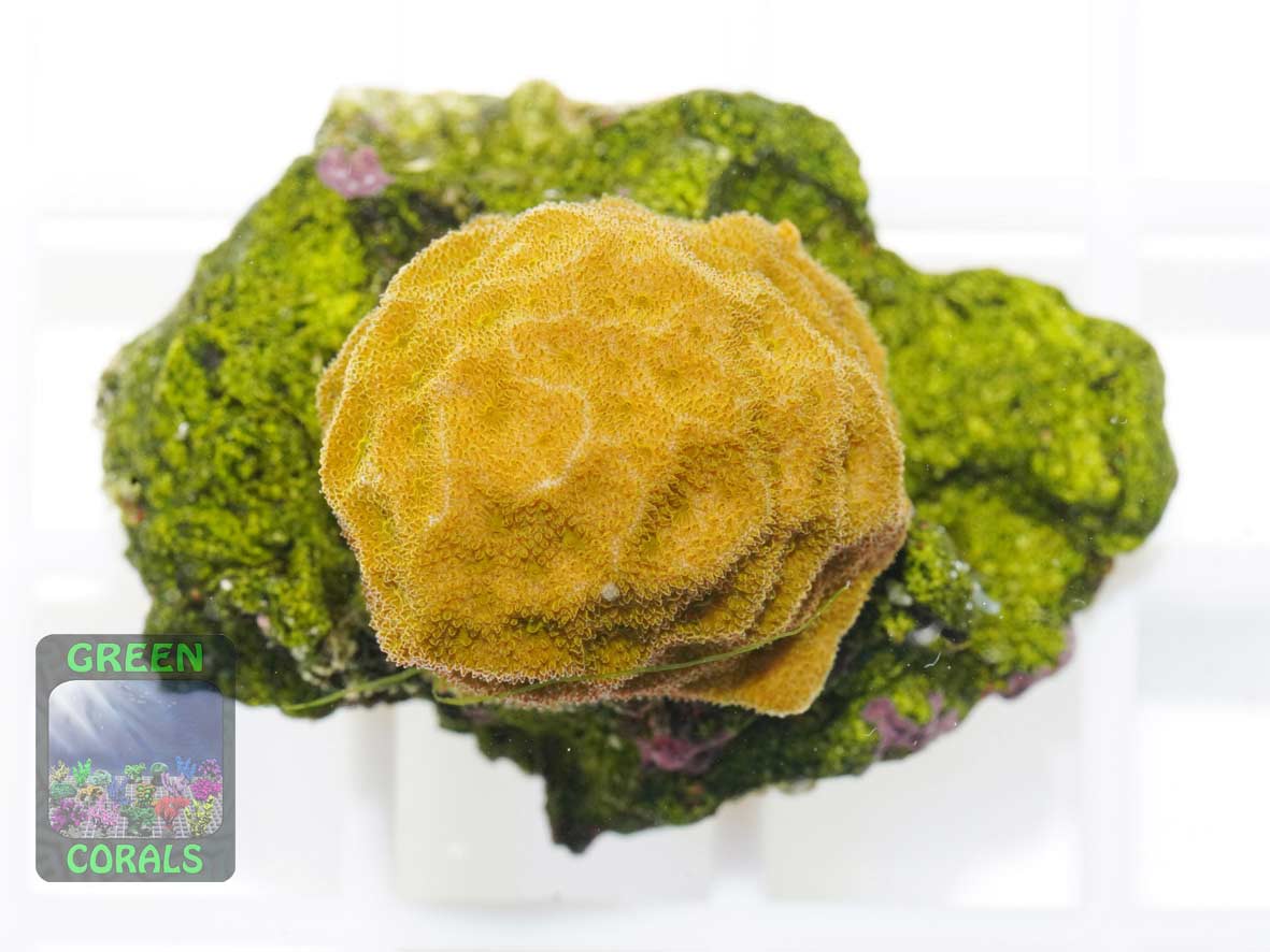 Psammocora sp. orange, Größe S Psammocora sp. orange, Größe S