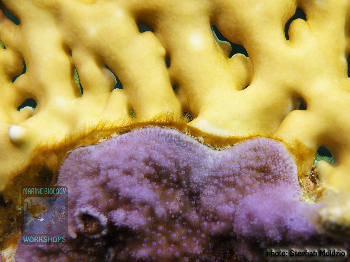 13 Substrate Survey-Montipora-sp.-vs-Millepora-dichotoma DSC00704