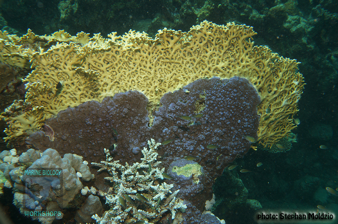 13 Substrate Survey -Montipora-sp.-vs-Millepora-dichotoma DSC04793