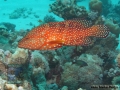 10 Fish survey - Cephalopholis miniata DSC01833