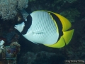 10 Fish survey - Chaetodon lineolatus DSC07719