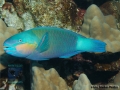 10 Fish survey - Chlorurus-sordidus,-TP DSC05072