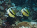 10 Fish survey - Heniochus intermedius DSC07739