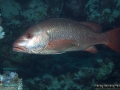 10 Fish survey - Lutjanus argentimaculatus DSC07728