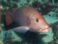 10 Fish survey - Lutjanus argentimaculatus DSC07851