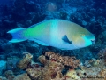 10 Fish survey - Scarus ferrugineus,m DSC06415