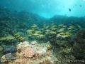 10 Fish survey - mullets&12snappers_DSC03145