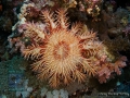 11 Invertebrate survey - Acanthaster planci DSC01368