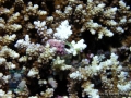 11 Invertebrate survey - Drupella on Acropora P1015266