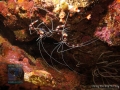 11 Invertebrate survey - Stenopus-hispidus DSC04000