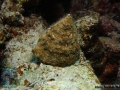 11 Invertebrate survey - Tectus-dentatus DSC03621