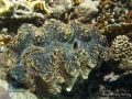 11 Invertebrate survey - Tridacna-costata-40cm DSC04656