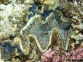 11 Invertebrate survey - Tridacna costata DSC06542