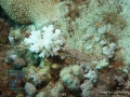 12 Human Impacts - Acropora-recruit-on-fishing-line DSC04678