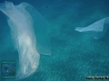 12 Human Impacts - Trash DSC06051