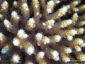 13 Substrate Survey - Acropora sp. DSC03561