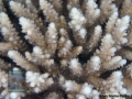 13 Substrate Survey - Acropora sp. DSC05862