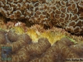 13 Substrate Survey - Euphyllia vs. Symphyllia# DSC01413