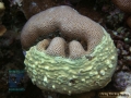 13 Substrate Survey - Goniastrea edwardsi & Millepora sp. DSC00043