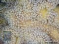 13 Substrate Survey - Sarcophyton sp. DSC01613