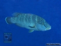 14 Off-transect - Cheilinus undulatus,IP DSC06577