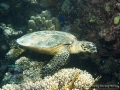 14 Off-transect - Eretmochelys-imbricata DSC04641