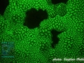 Fluorescence photograph Goniastrea sp.
