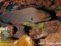 Gymnothorax javanicus
