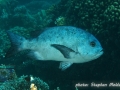 Macolor niger