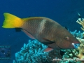 Scarus ferrugineus, IP
