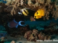 Various fish families below a table coral